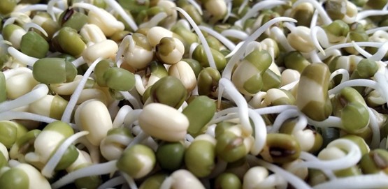 Amazing Benefits of Sprouts, Preparation And Recepie Amazing Benefits of Sprouts, Preparation And Recepie