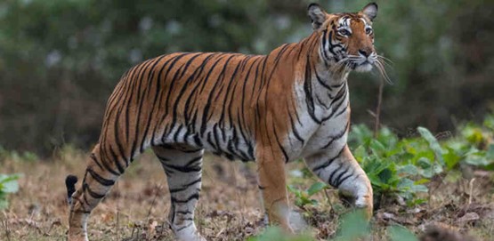 Tiger Day Wildlife Photography Contest